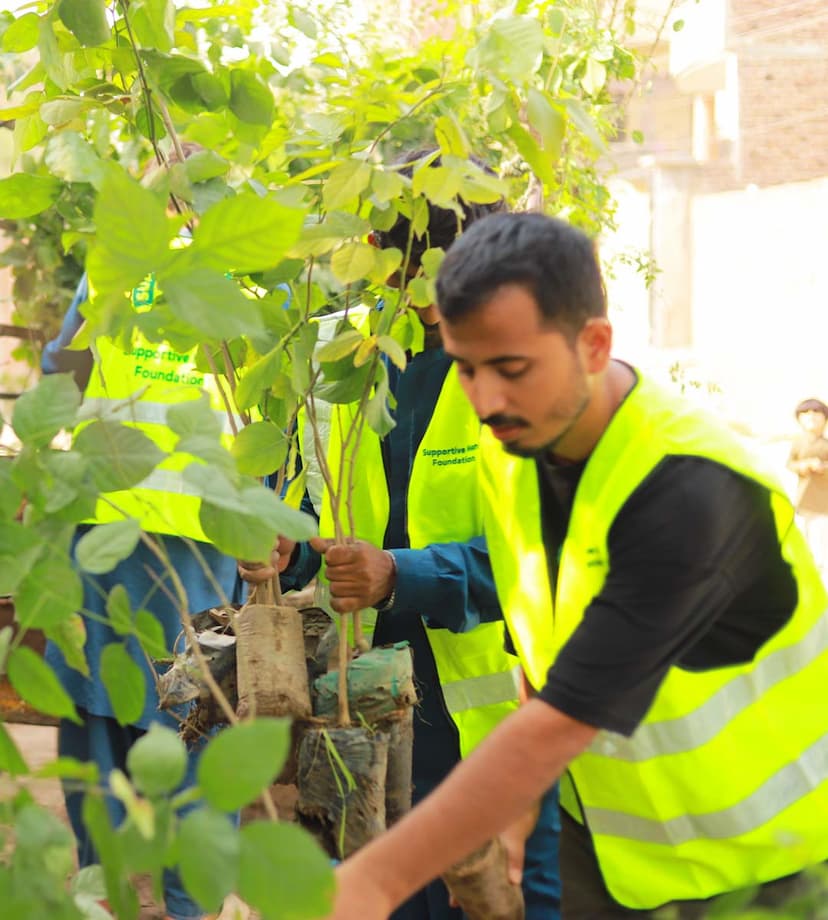 Tree Plantation